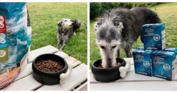 Hundefutter mit Fisch von PLATINUM und GENESIS im Test