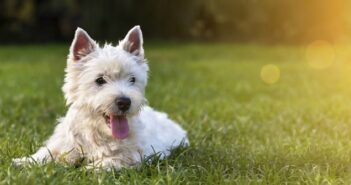 Rückwärtsniesen beim Hund: Symptome, Ursachen und betroffene Rassen
