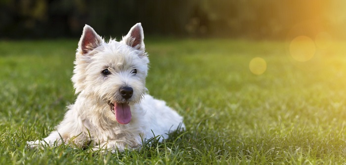 Rückwärtsniesen beim Hund: Symptome, Ursachen und betroffene Rassen