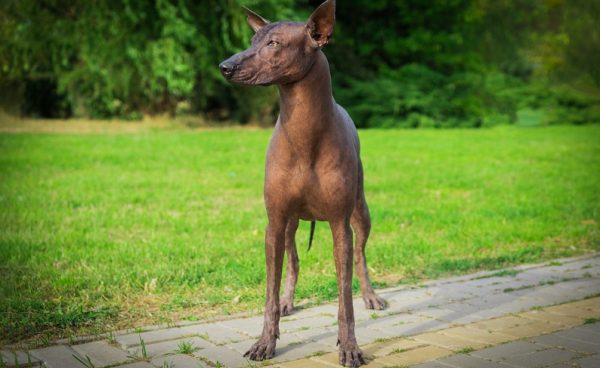 Hund hat kalte Nase Mögliche Gründe & Abhilfe