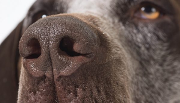 Hund hat kalte Nase Mögliche Gründe & Abhilfe