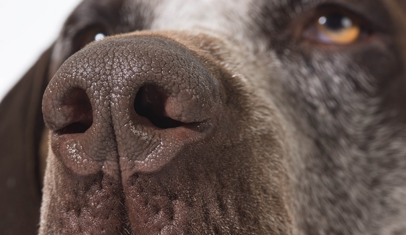 Hunde haben meist eine kalte, feuchte Nase. Dabei ist diese von hellbraun (fast rosa) bis schwarz gefärbt.