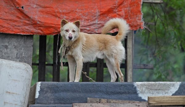 Hund hat kalte Nase Mögliche Gründe & Abhilfe