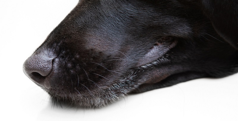 Dieser Hund hat eine kalte Nase, die leicht feucht ist. So sollte die Nase eines Hundes aussehen.