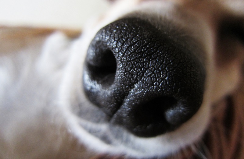 Hat der Hund eine kalte Nase, kann er rundum gesund sein. Es ist aber auch möglich, dass er trotz kalter Nase krank ist.