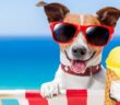 Dürfen Hunde Eis essen: Worauf sollten Hundebesitzer im Sommer achten? ( Foto: Shutterstock-Javier Brosch )