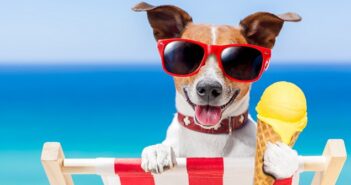 Dürfen Hunde Eis essen: Worauf sollten Hundebesitzer im Sommer achten? ( Foto: Shutterstock-Javier Brosch )