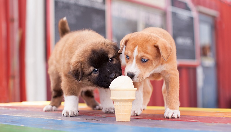 Muss der Hund im Sommer auf eine kühle Erfrischung verzichten? Keineswegs, es gibt durchaus Möglichkeiten, die Frage „Dürfen Hunde Eis essen?“ mit ja zu beantworten. ( Foto: Shutterstock- The Dog Photographer ) 