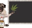 CBD Öl für Hunde: Nur richtig dosiert verwenden ( Foto: Shutterstock-Monica Click)