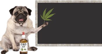 CBD Öl für Hunde: Nur richtig dosiert verwenden ( Foto: Shutterstock-Monica Click)