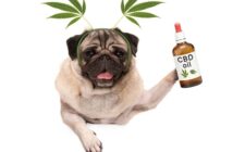 CBD Öl für Hunde zur Beruhigung? Richtig dosieren! ( Foto: Shutterstock- Monica Click )