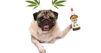 CBD Öl für Hunde zur Beruhigung? Richtig dosieren! ( Foto: Shutterstock- Monica Click )