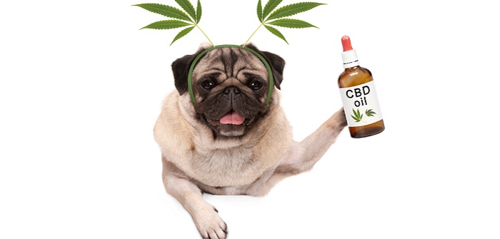 CBD Öl für Hunde zur Beruhigung? Richtig dosieren! ( Foto: Shutterstock- Monica Click )