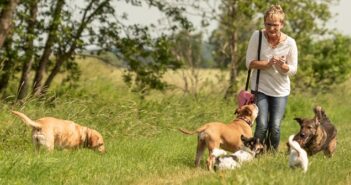 Hundesitter: Worauf Sie bei Hundebetreuung achten müssen (Foto: Shutterstock-thka)