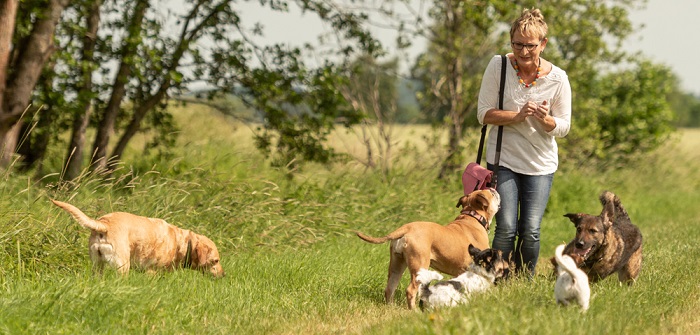 Hundesitter: Worauf Sie bei Hundebetreuung achten müssen (Foto: Shutterstock-thka)