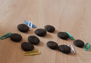 Hier im Größenvergleich mit Büroklammern: die Kroketten des Wildborn African Outback Futters. (Foto: Vivian Hinz)