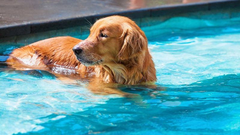 In ein Schwimmbad darf der Hund auf keinen Fall. (Foto: Shutterstock-Denis Moskvinov )