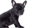 Französische Bulldogge: Mit Knautschgesicht, Kulleraugen und knuffigen Gang ( Foto: Shutterstock-Happy monkey )