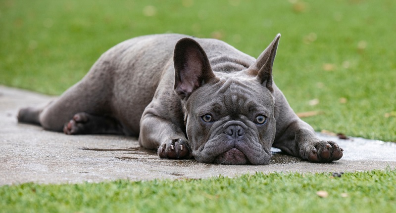 Französische Bulldogge: „Kampfhund“ als beliebtes Familienmitglied