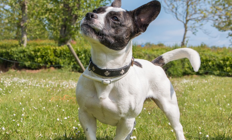 Die Französische Bulldogge gibt es nicht nur reinrassig sondern auch als reizende Mischlinge. ( Foto: Shutterstock-_Fabian Junge )