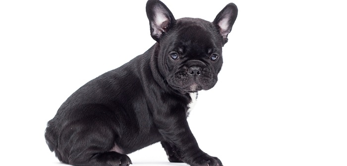 Was muss man über eine Französische Bulldogge wissen?