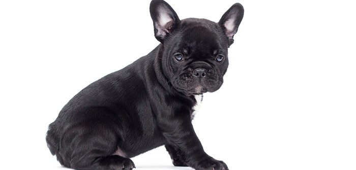 Französische Bulldogge: Mit Knautschgesicht, Kulleraugen und knuffigen Gang ( Foto: Shutterstock-Happy monkey )