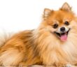 Pomeranian: Liebevolle und freche Fellkugel ( Foto: Shutterstock- Eric Isselee)