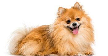 Pomeranian: Liebevolle und freche Fellkugel ( Foto: Shutterstock- Eric Isselee)