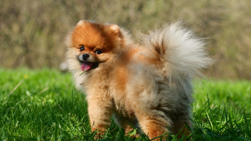 Wie bei allen Rassehunden sind auch beim Pomeranian Mischlinge zu finden. ( Foto: Shutterstock-Tarakanbix )