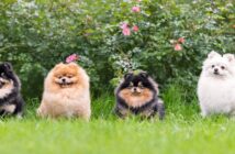 Zwergspitz: Kleine vorwitzige Fellkugel mit viel Charme ( Foto: Shutterstock-Irina Nedikova )