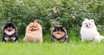 Zwergspitz: Kleine vorwitzige Fellkugel mit viel Charme ( Foto: Shutterstock-Irina Nedikova )