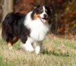 Australian Shepherd: ein echter Naturliebhaber ( Foto: Shutterstock- Vera Zinkova )