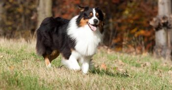 Australian Shepherd: ein echter Naturliebhaber ( Foto: Shutterstock- Vera Zinkova )