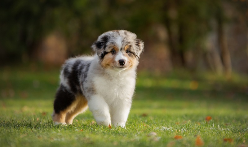 Australian Shepherd werden heutzutage immer beliebter. Leider ist dieser Umstand auch skrupellosen Hinterhof-Vermehrern aufgefallen. Bei ihnen werden unkontrolliert Welpen vermehrt ohne Rücksicht auf die Hundegesundheit. (Foto: Shutterstock-dezy)