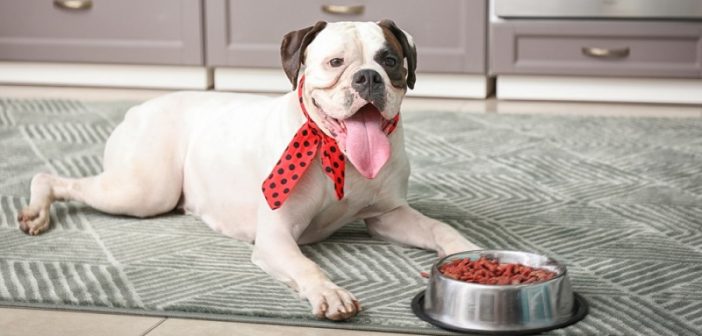 Bei fleischsaftgegarter Nassnahrung liegt die Tagesration wie beim BARF bei 2-3% des Körpergewichts. Das ist deutlich weniger als bei herkömmlichen Nassfutter. Der Hund bekommt alles was er braucht, ohne den Magen unnötig zu belasten. ( Foto: Shutterstock-Pixel-Shot )