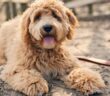 Golden Doodle: Familienhund und Allergikerfreund (Foto: Shutterstock- Lopolo)