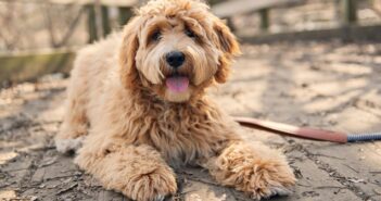 Golden Doodle: Familienhund und Allergikerfreund (Foto: Shutterstock- Lopolo)