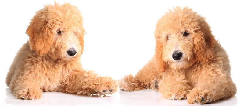 Hat man sich für den Golden Doodle Welpen entschieden, beginnt im neuen Zuhause auch gleich ein ganz neues Leben für Mensch und Tier. (Foto: Shutterstock-Hannamariah)