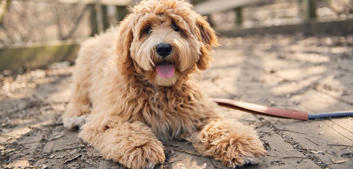 Golden Doodle: Familienhund und Allergikerfreund (Foto: Shutterstock- Lopolo)
