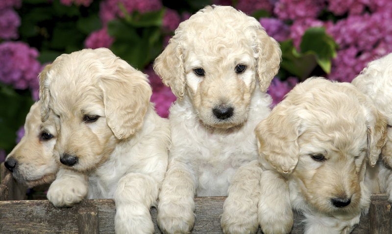 Zeitpensum und finanzielle Mittel sind unbedingt vor der Anschaffung eines Labradoodles wie bei allen Hunden zu bedenken. (Foto: Shutterstock- Jeanne Provost)
