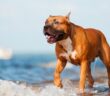 American Staffordshire Terrier: intelligent, verspielt und anhänglich (Foto: Shutterstock- otsphoto )