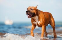 American Staffordshire Terrier: intelligent, verspielt und anhänglich (Foto: Shutterstock- otsphoto )