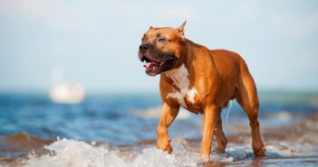 American Staffordshire Terrier: intelligent, verspielt und anhänglich (Foto: Shutterstock- otsphoto )