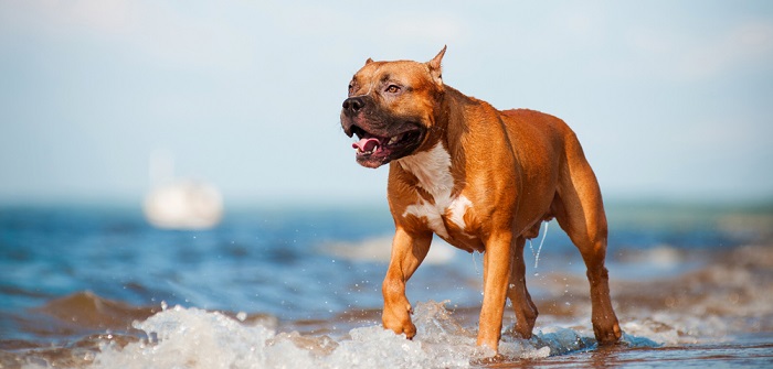 American Staffordshire Terrier: intelligent, verspielt und anhänglich (Foto: Shutterstock- otsphoto )