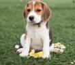 Beagle: Der gesellige, liebenswerte Engländer ( Foto: Shutterstock-Easy Morning)