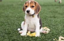 Beagle: Der gesellige, liebenswerte Engländer ( Foto: Shutterstock-Easy Morning)