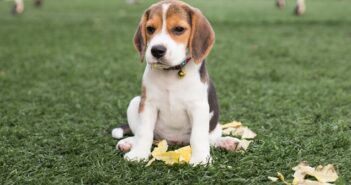 Beagle: Der gesellige, liebenswerte Engländer ( Foto: Shutterstock-Easy Morning)