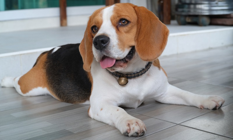 Wer einen Beagle hält darf sich häufiger mal auf eine Überraschung gefasst machen. ( Foto: Shutterstock- Sopon charoensuk )