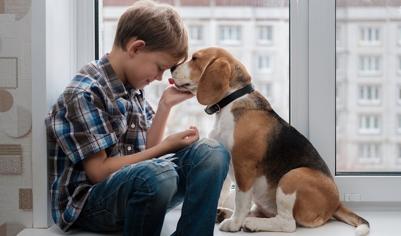 Jagdhunde sind ausdauernde und lauffreudige Hunde, der Beagle bildet da keine Ausnahme. (Foto: Shutterstock-_Alexey Androsov )