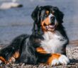 Berner Sennenhund: verschmuster Schoßhund im Großformat (Foto: Shutterstock-Eve Photography)